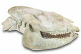 Fossil Running Rhino (Hyracodon) Skull - South Dakota #280259-1